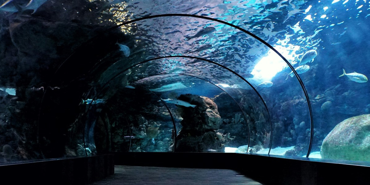 aquarium-la-rochelle.jpg