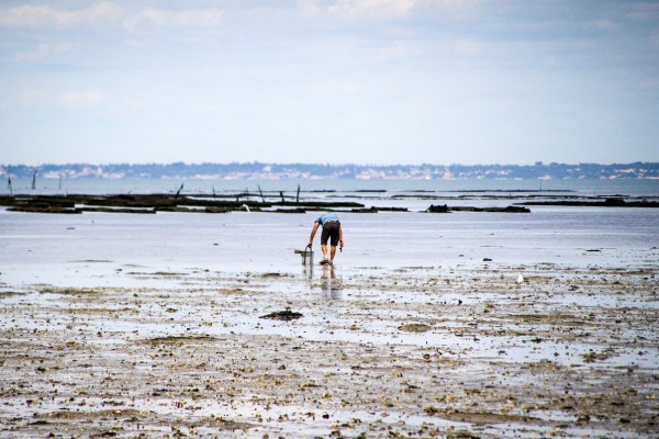 peche à pied ars en ré